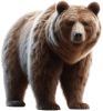 animal
